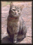 Cat007